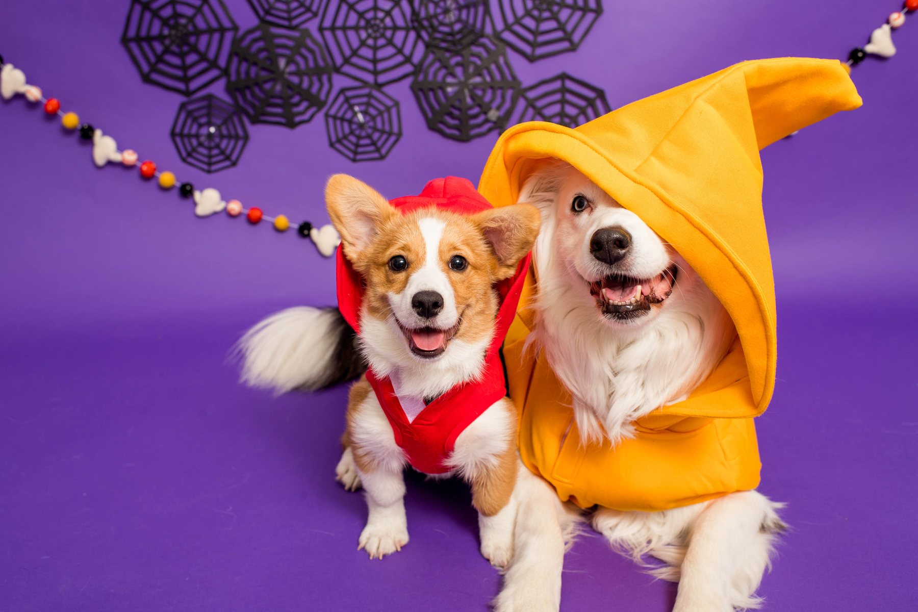 Two dogs in Halloween costumes, a corgi in a red hood and a white dog in a yellow pointed hood, against a purple backdrop with paper spiderwebs.