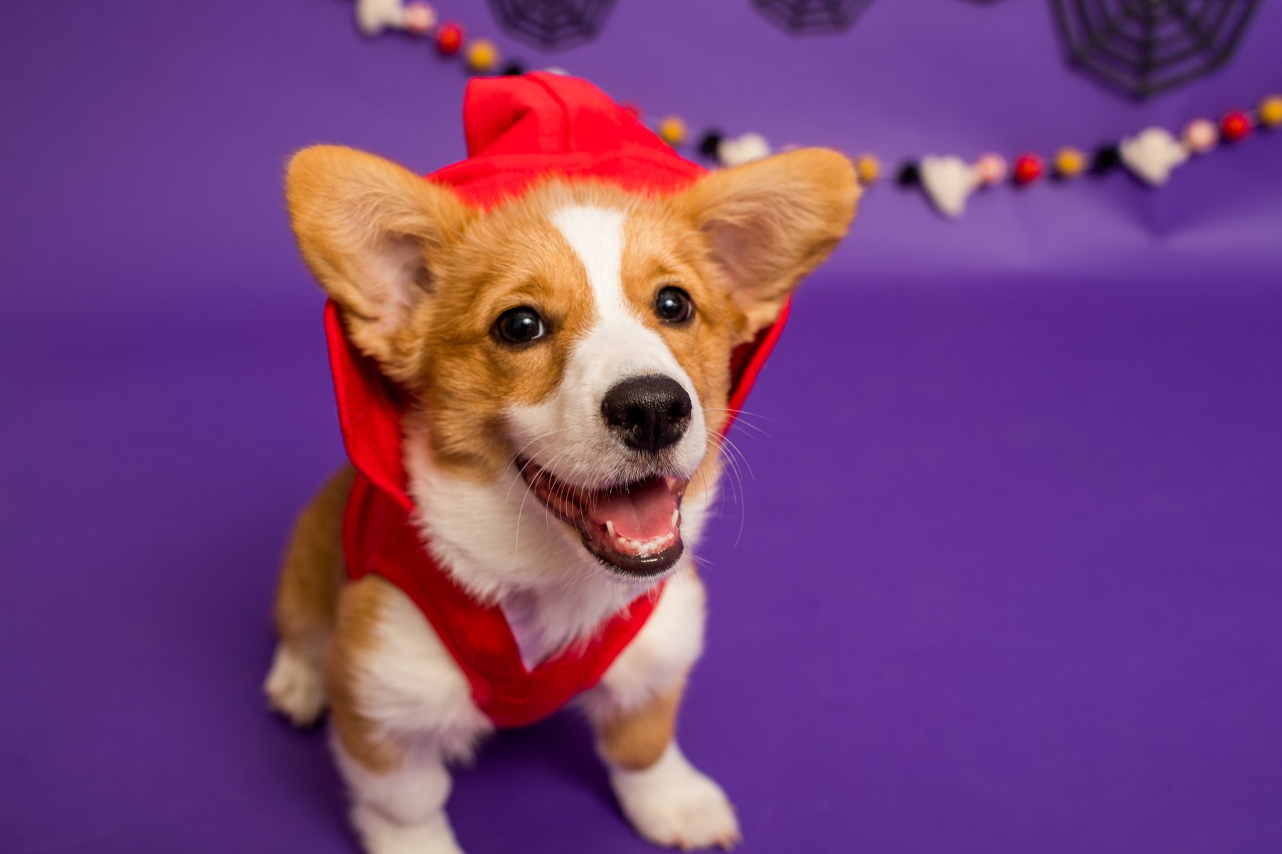 A corgi puppy wearing a red hooded cape, sitting against a purple Halloween backdrop.