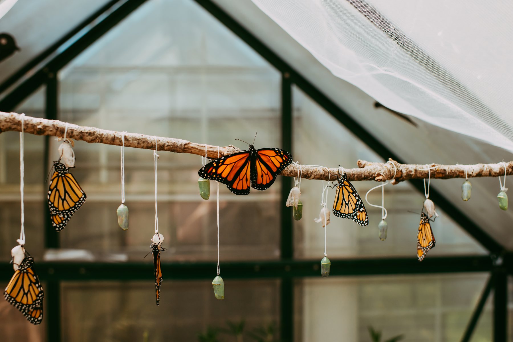 Monarch butterflies and green chrysalises hanging from a branch inside a greenhouse.