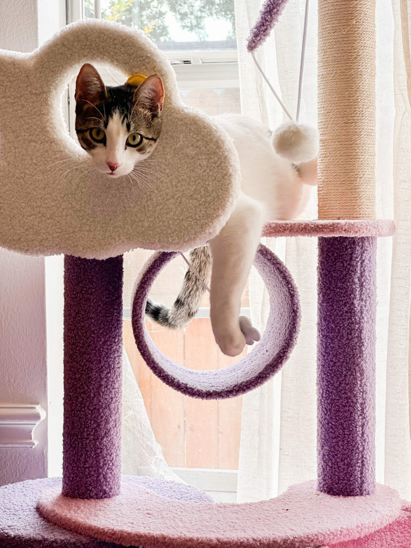 Hermes the cat