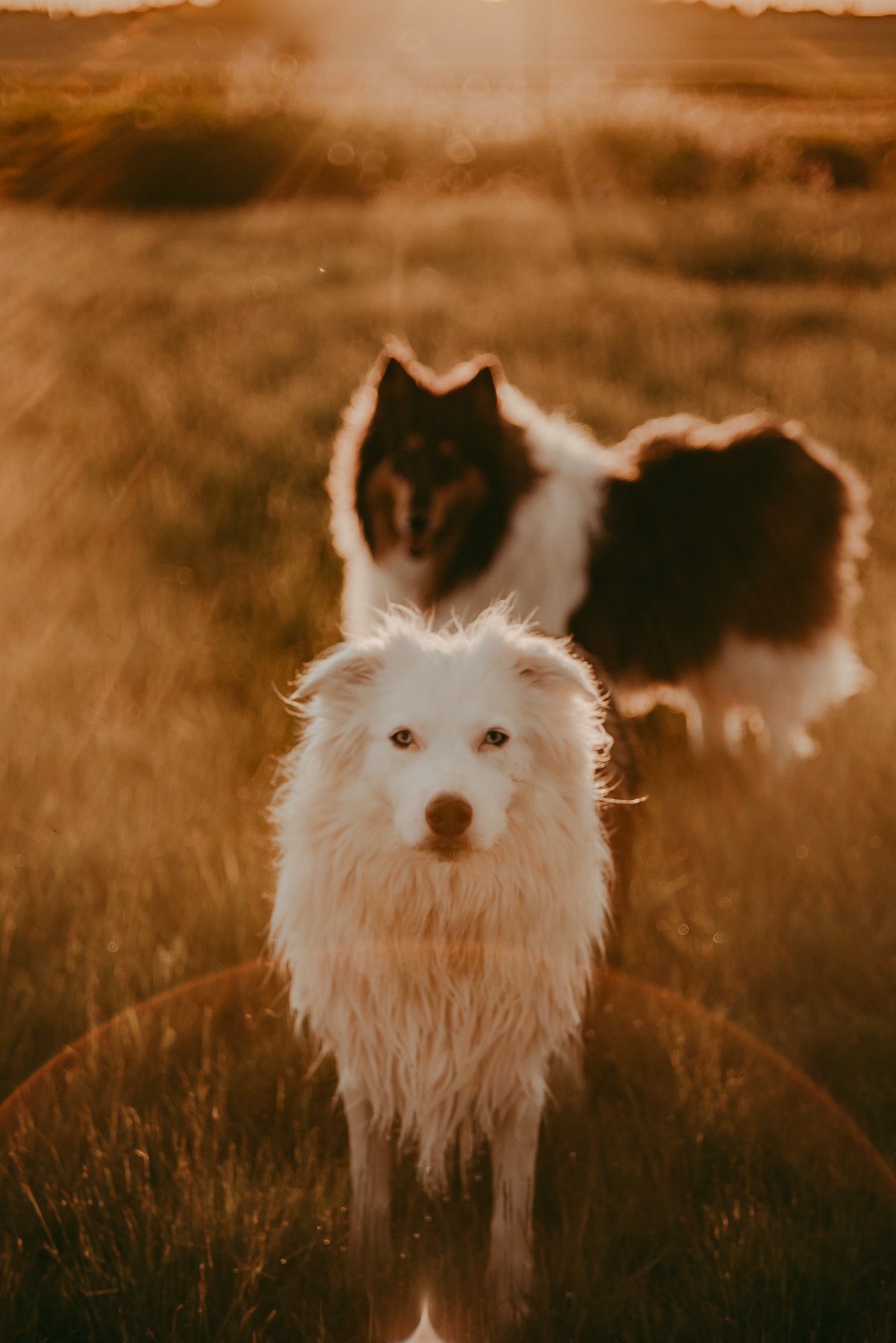 A long haired white dog standing in a grassy field at golden hour, with a rough collie behind it.