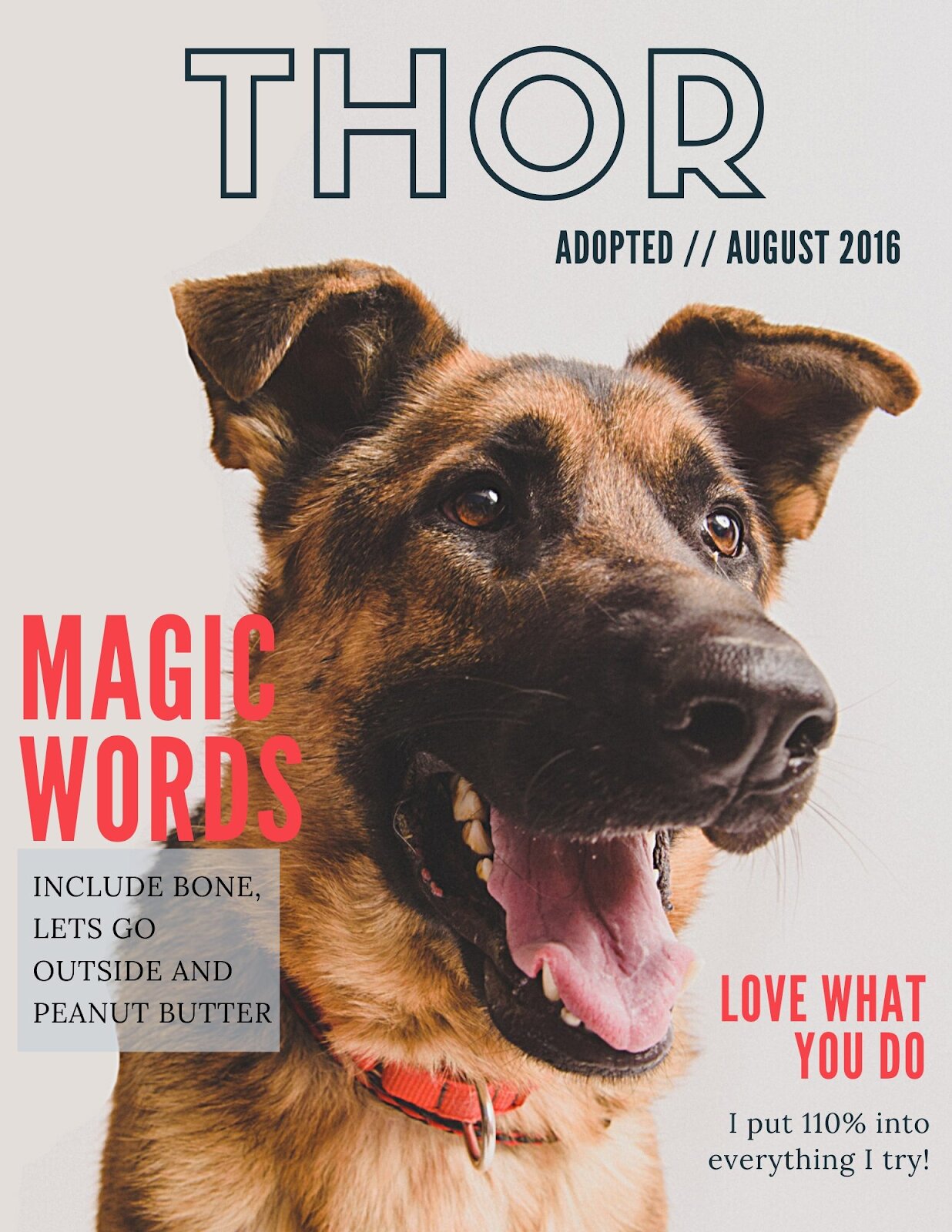 Magazine style adoption profile for a shepherd mix named Thor