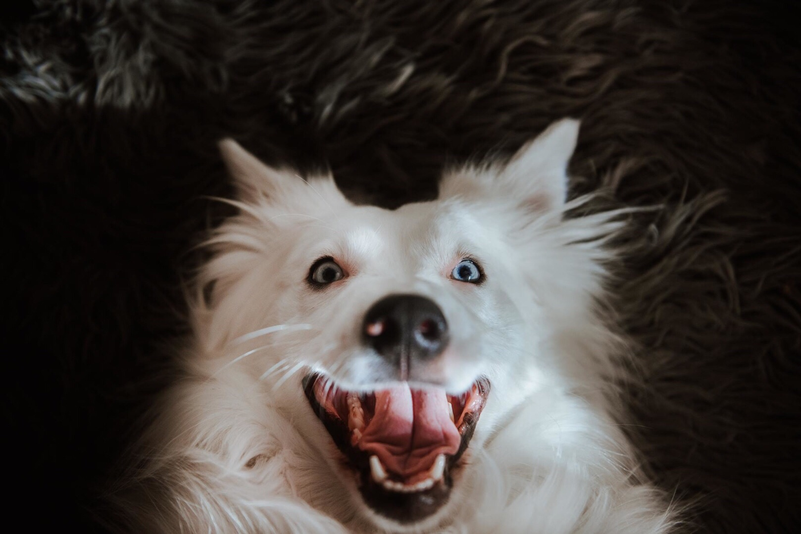 Ammy the dog