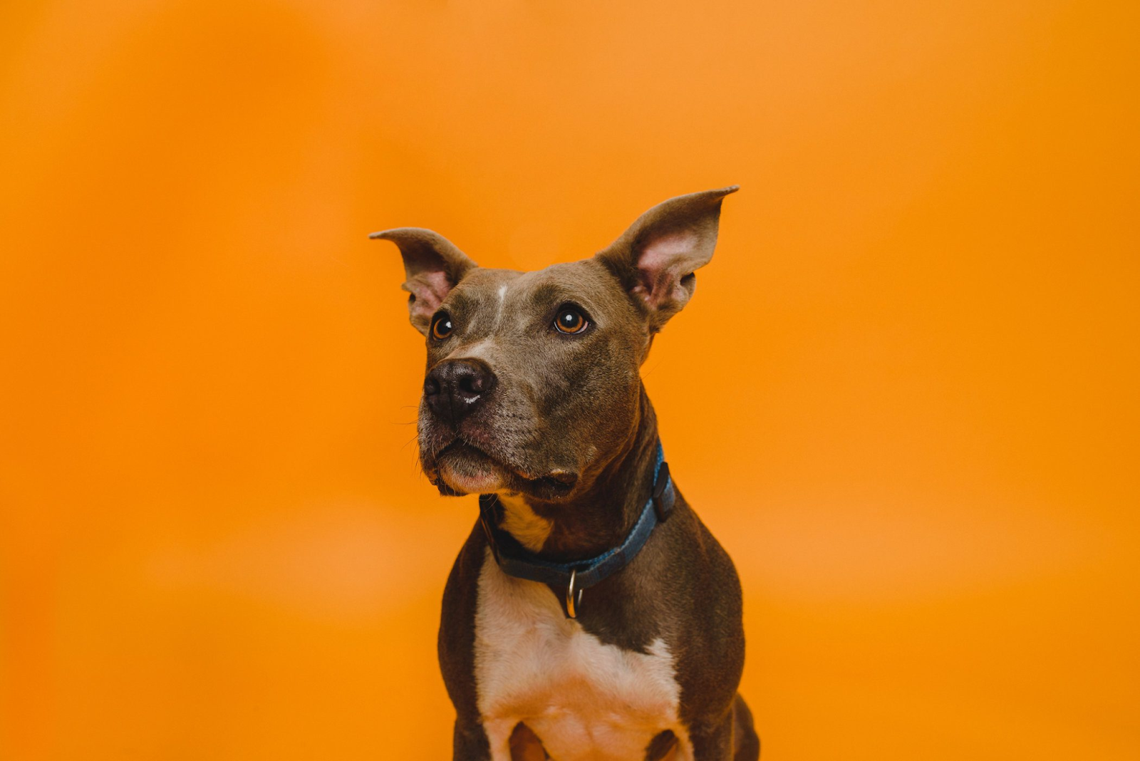 Studio portrait of a grey pit bull mix on an orange background