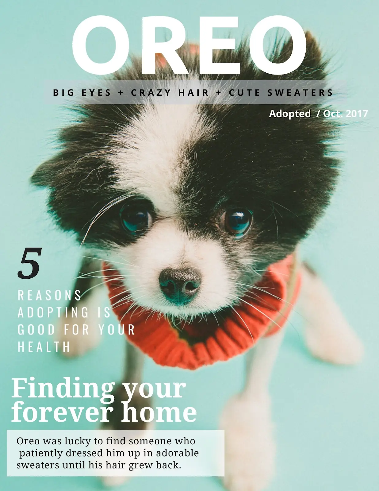 Oreo's magazine-cover adoption profile on a teal background