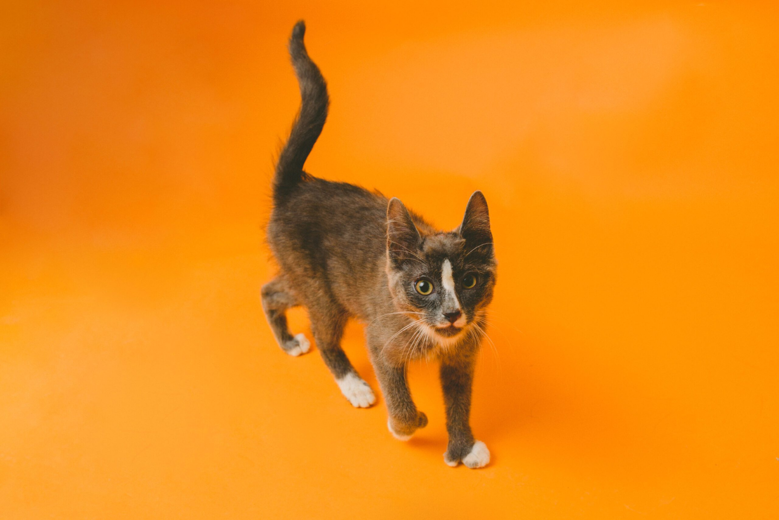 Studio portrait of a tortoiseshell cat on an orange background