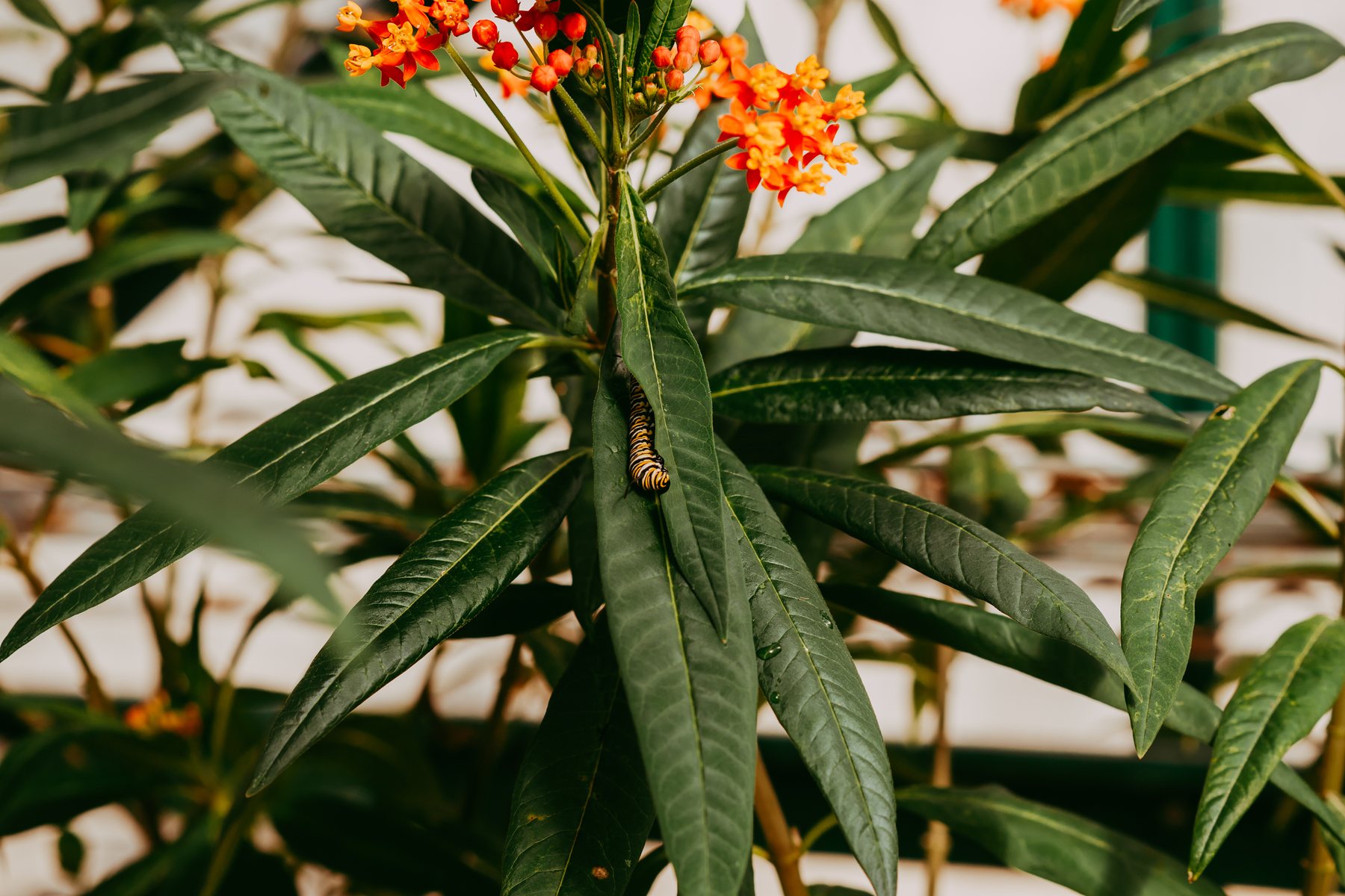 A striped caterpillar resting on a green milkweed leaf in flower.