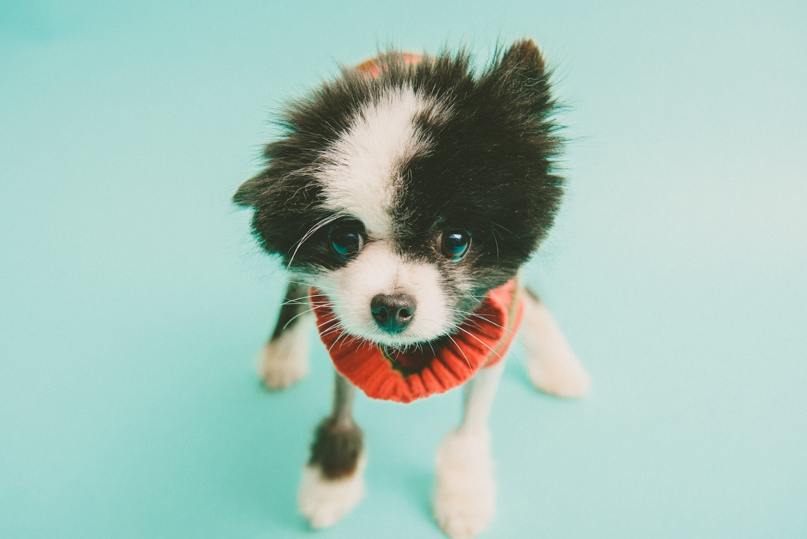 Studio portrait of a black and white pomeranian on a teal background