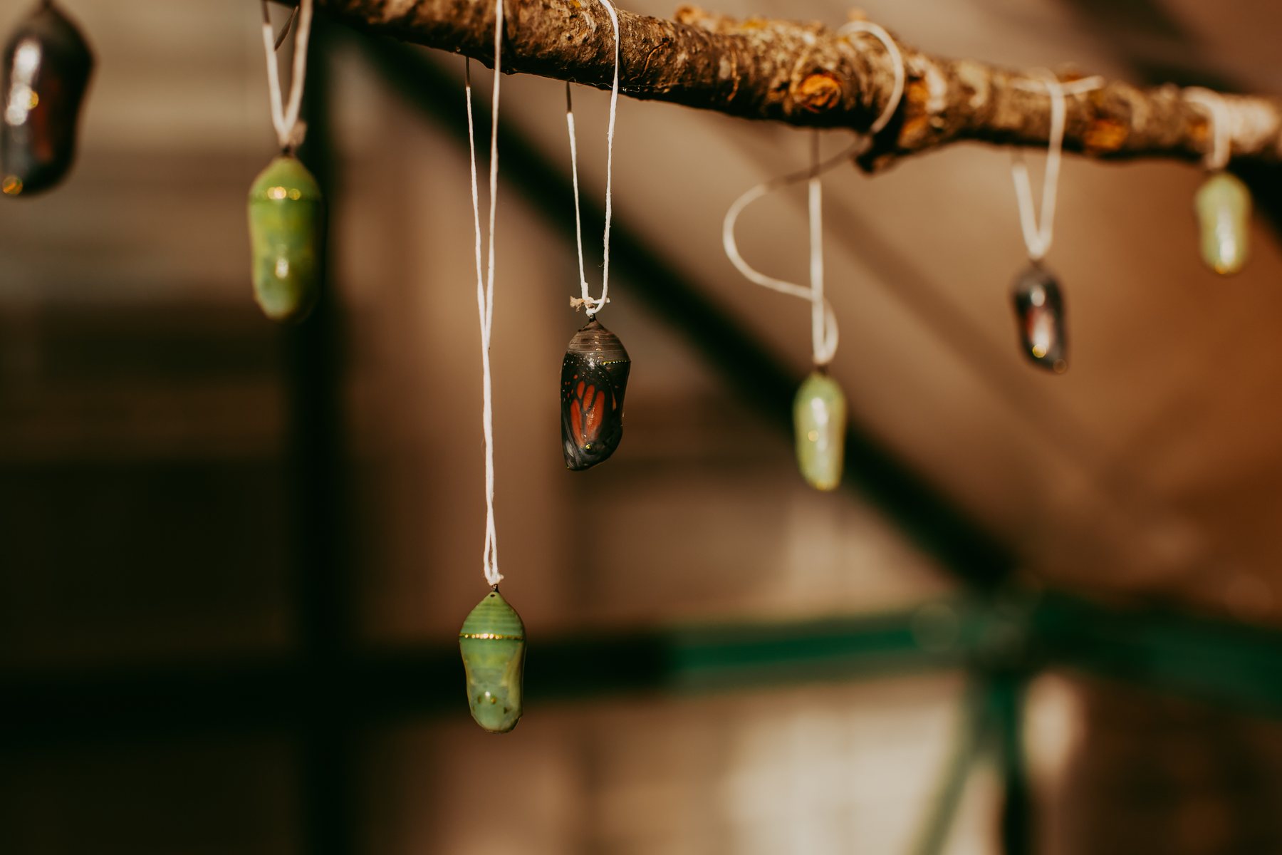 Monarch chrysalises suspended by white string from a wooden branch indoors.