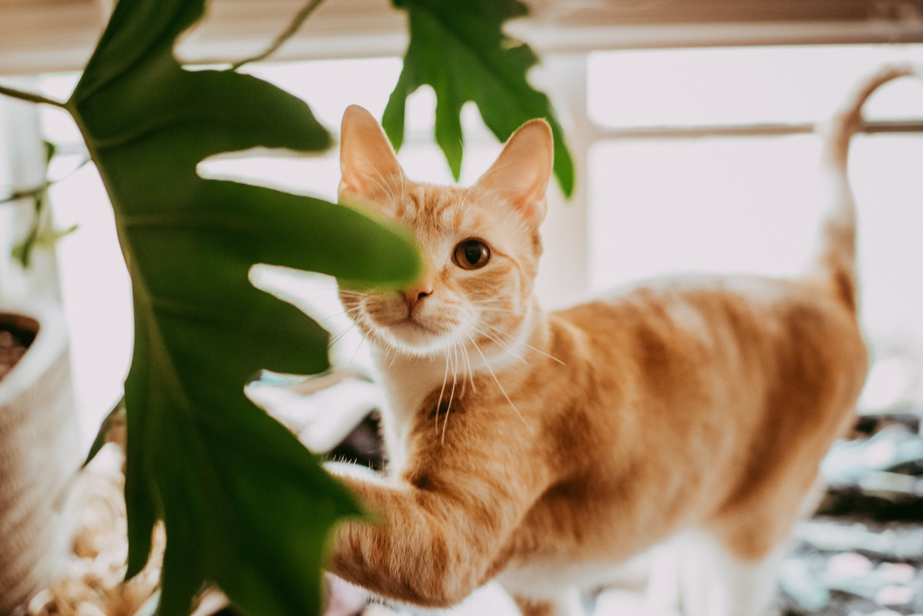 Lio the cat
