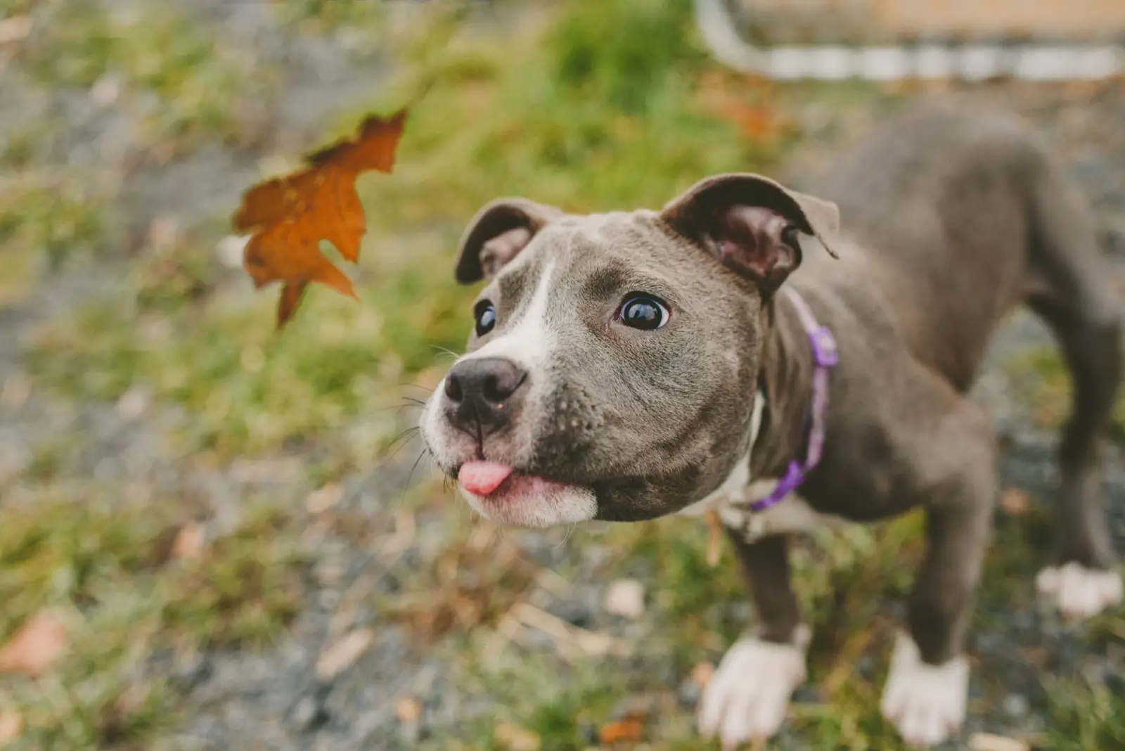 Outdoor portrait of a grey dog watching a falling leaf
